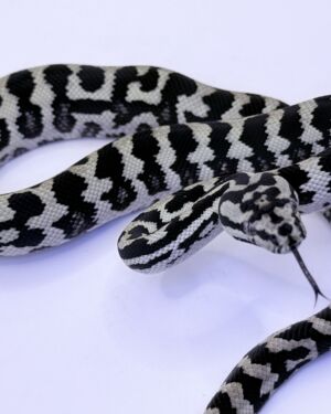 Reduced pattern Pure Jungle Axanthic Carpet Python