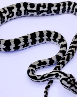 Reduced pattern Pure Jungle Axanthic Carpet Python
