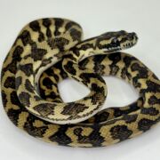 Bredli Diamond Mixed Carpet Python