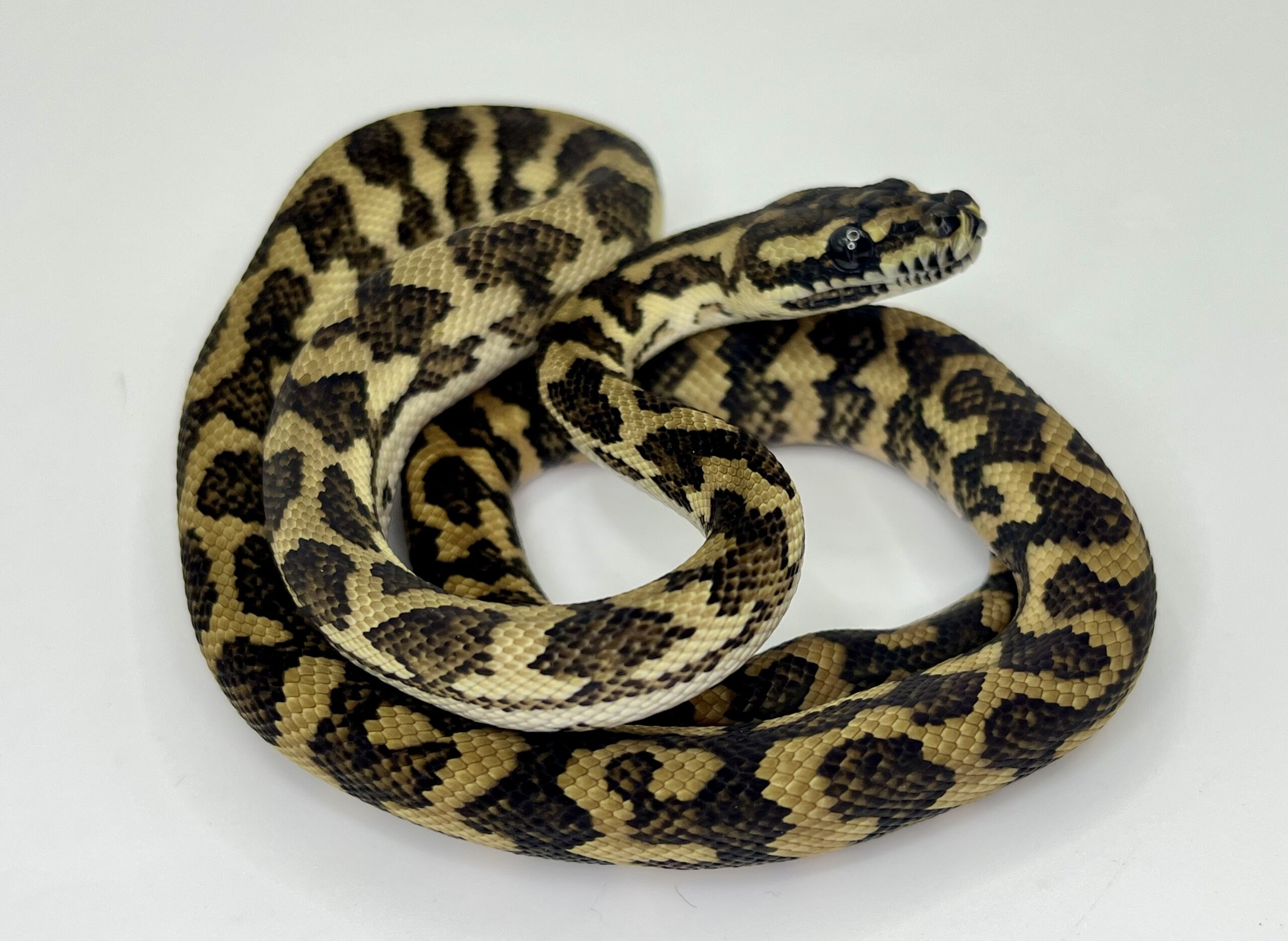 Bredli Diamond Mixed Carpet Python