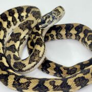 Bredli Diamond Mixed Carpet Python