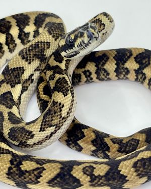 Bredli Diamond Mixed Carpet Python