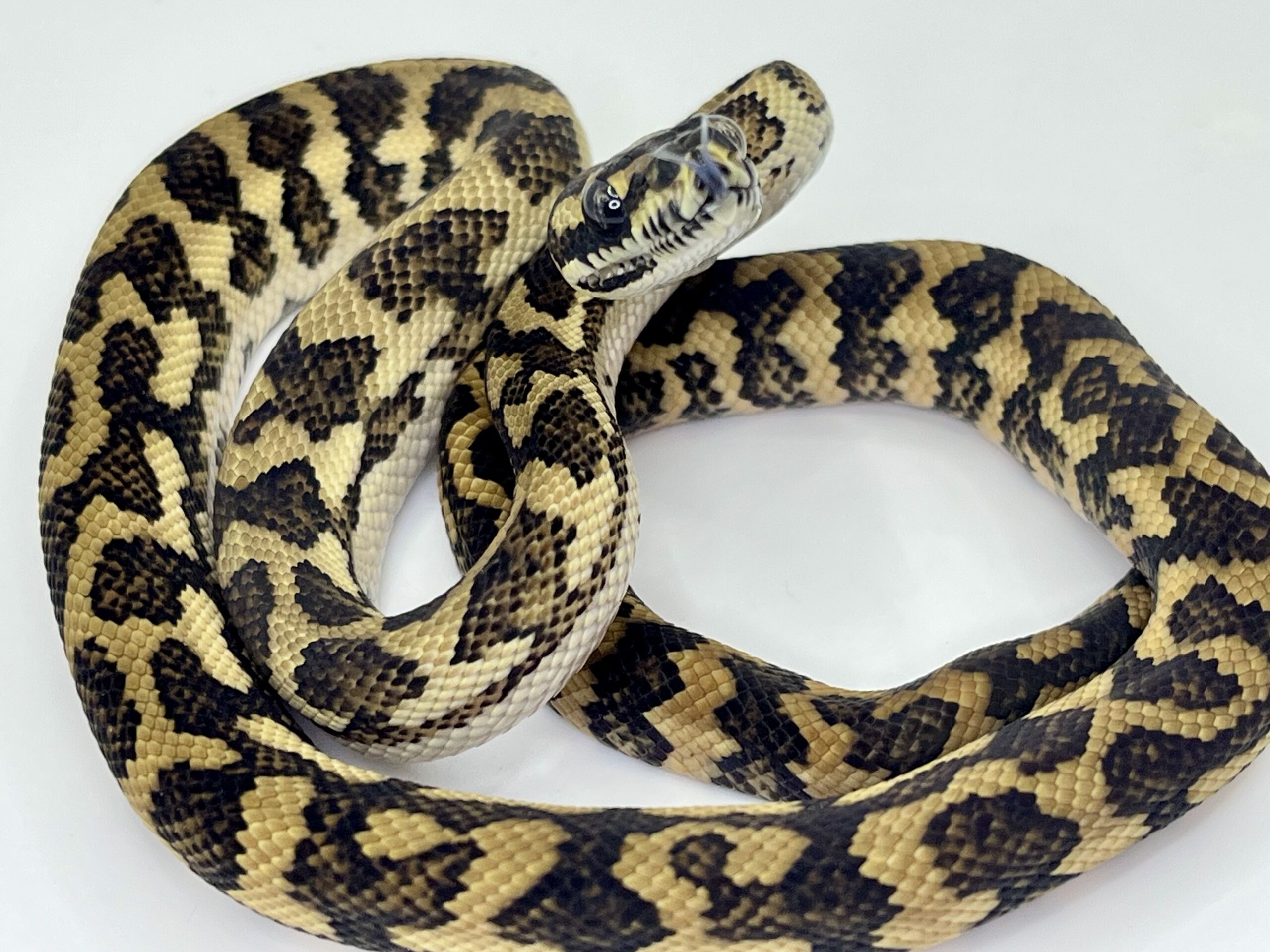 Bredli Diamond Mixed Carpet Python