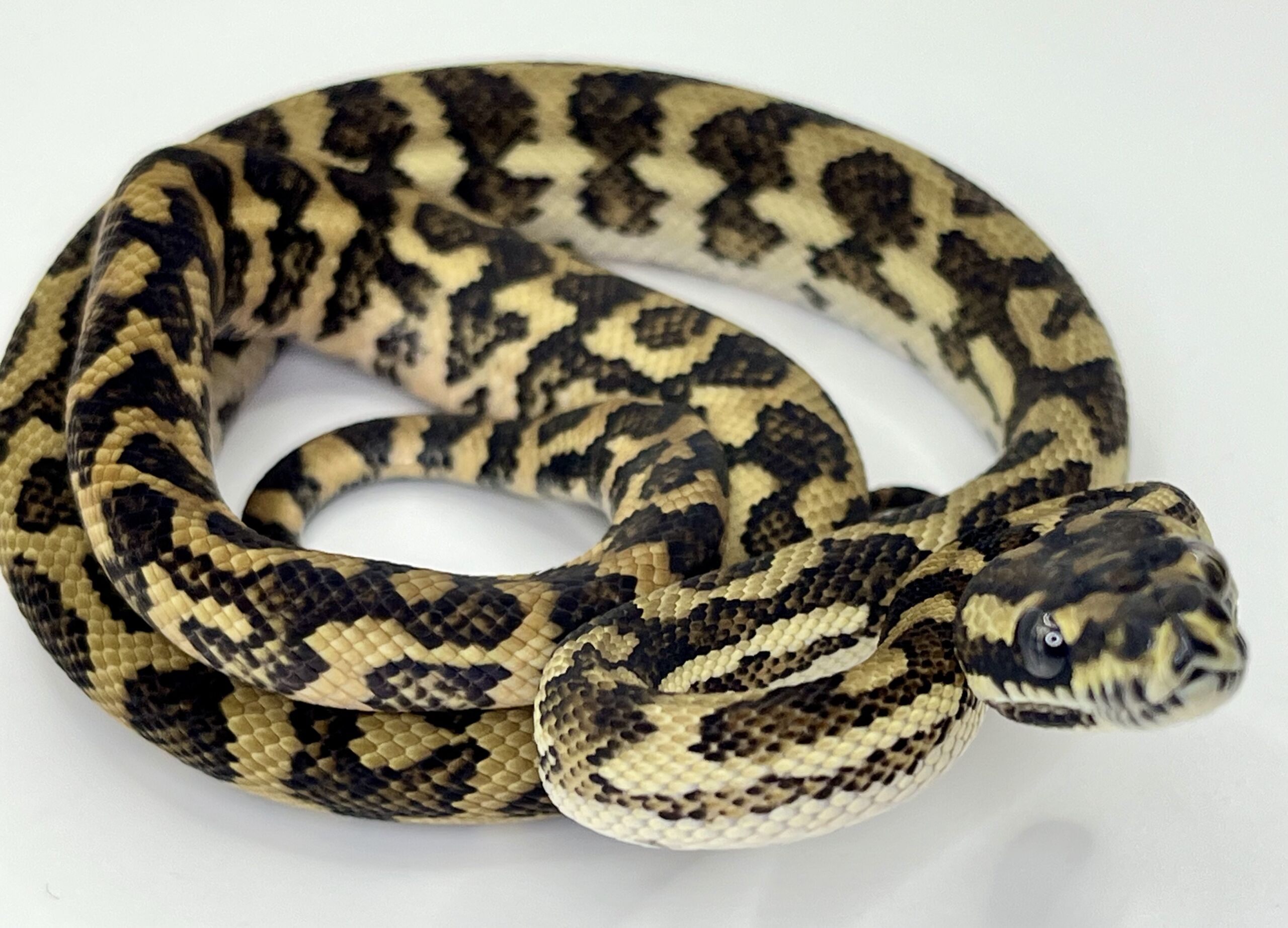 Bredli Diamond Mixed Carpet Python