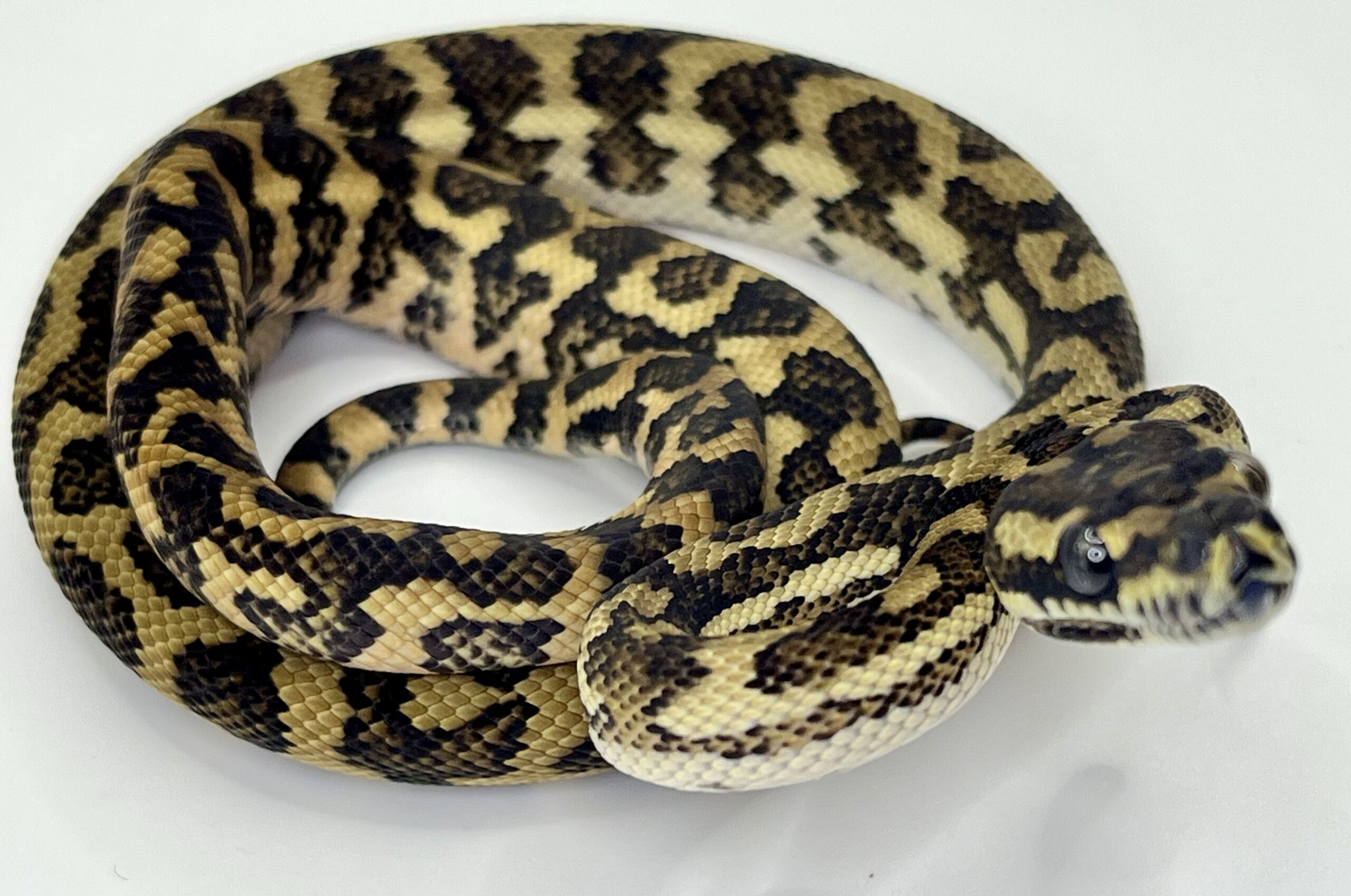 Bredli Diamond Mixed Carpet Python