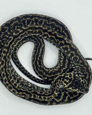 Het Axanthic Zebra Carpet Python