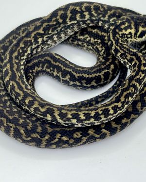 Het Axanthic Zebra Carpet Python
