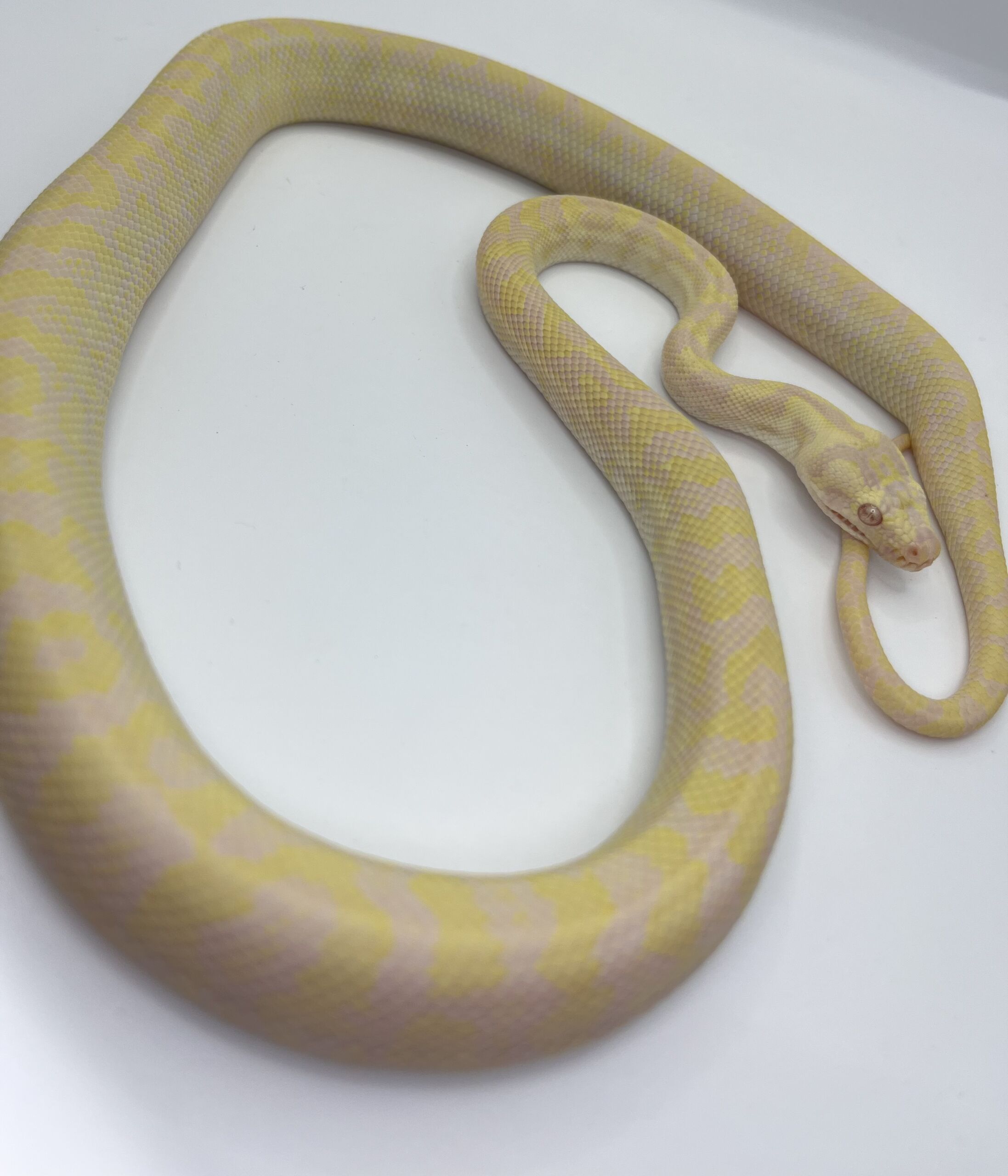 snow carpet Python