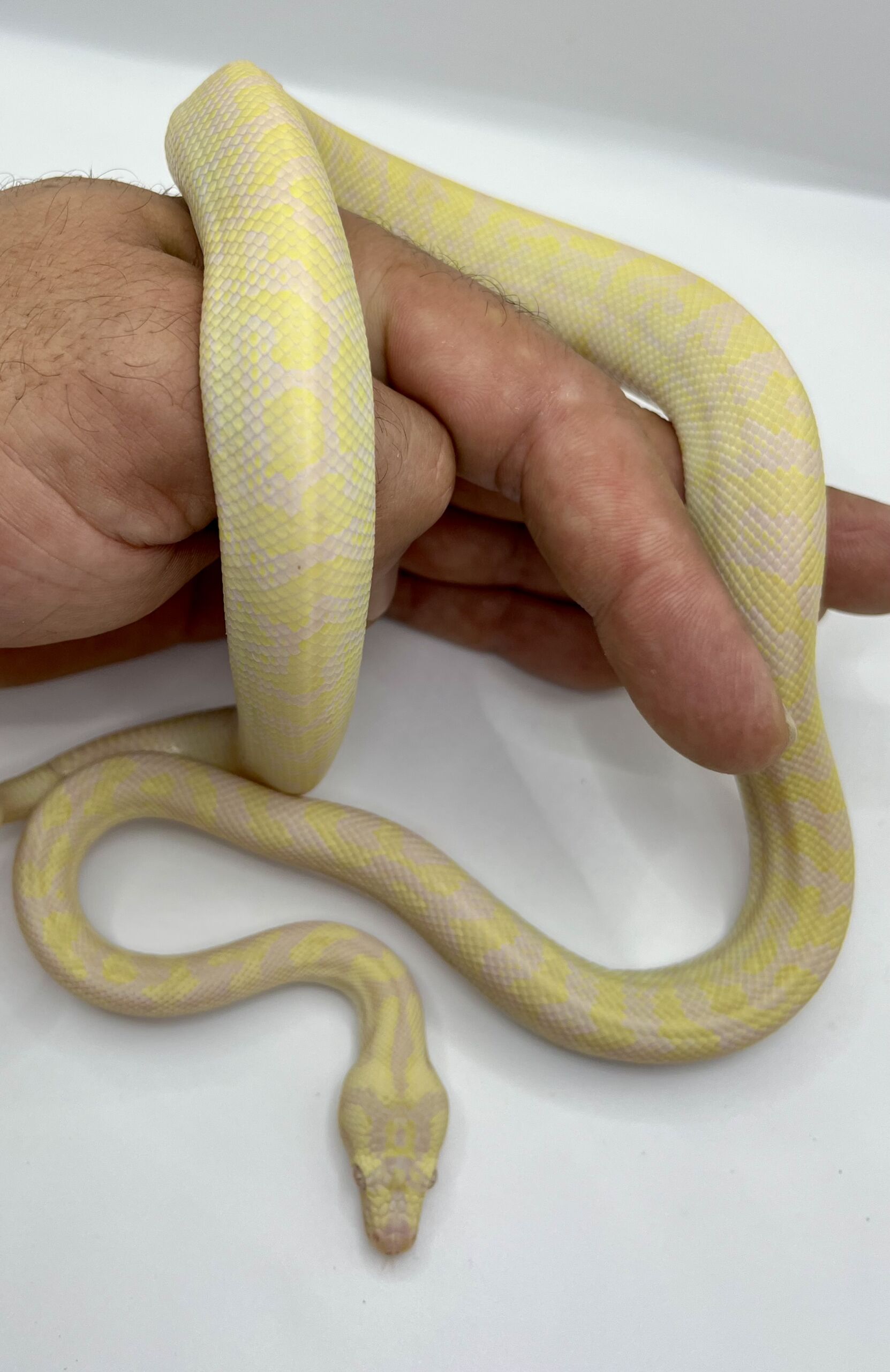 snow carpet Python