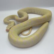 snow carpet Python