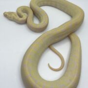 snow carpet Python