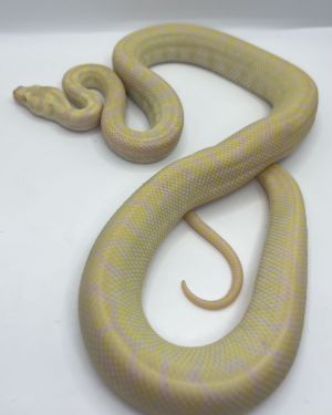 snow carpet Python