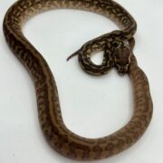 Het Albino 50% bredli carpet python