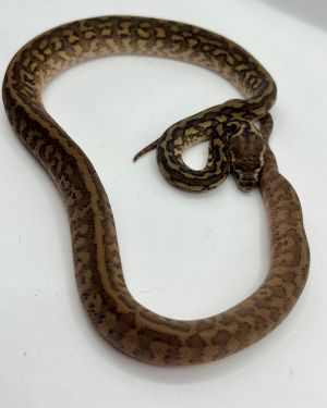 Het Albino 50% bredli carpet python