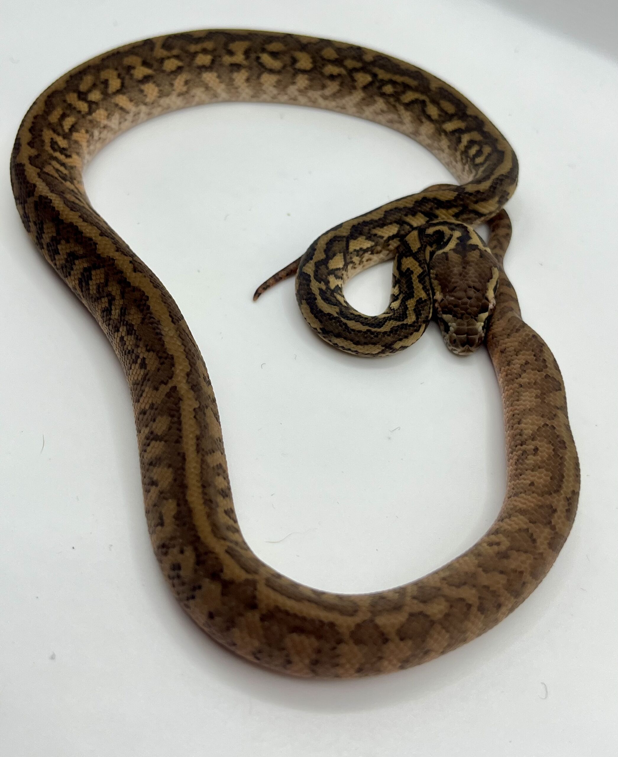 Het Albino 50% bredli carpet python