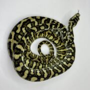 50% Diamond Jaguar Carpet Python female