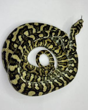 50% Diamond Jaguar Carpet Python