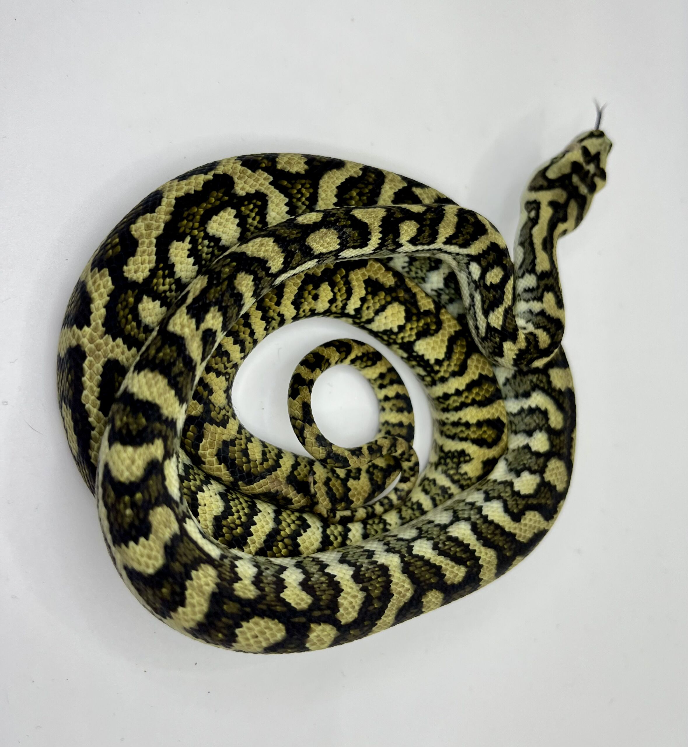 50% Diamond Jaguar Carpet Python female