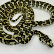 50% Diamond Jaguar Carpet Python female