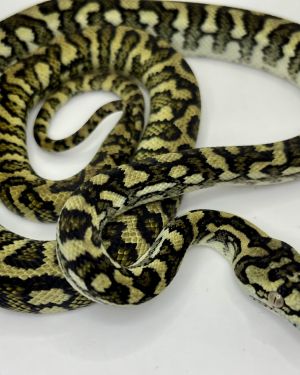 50% Diamond Jaguar Carpet Python