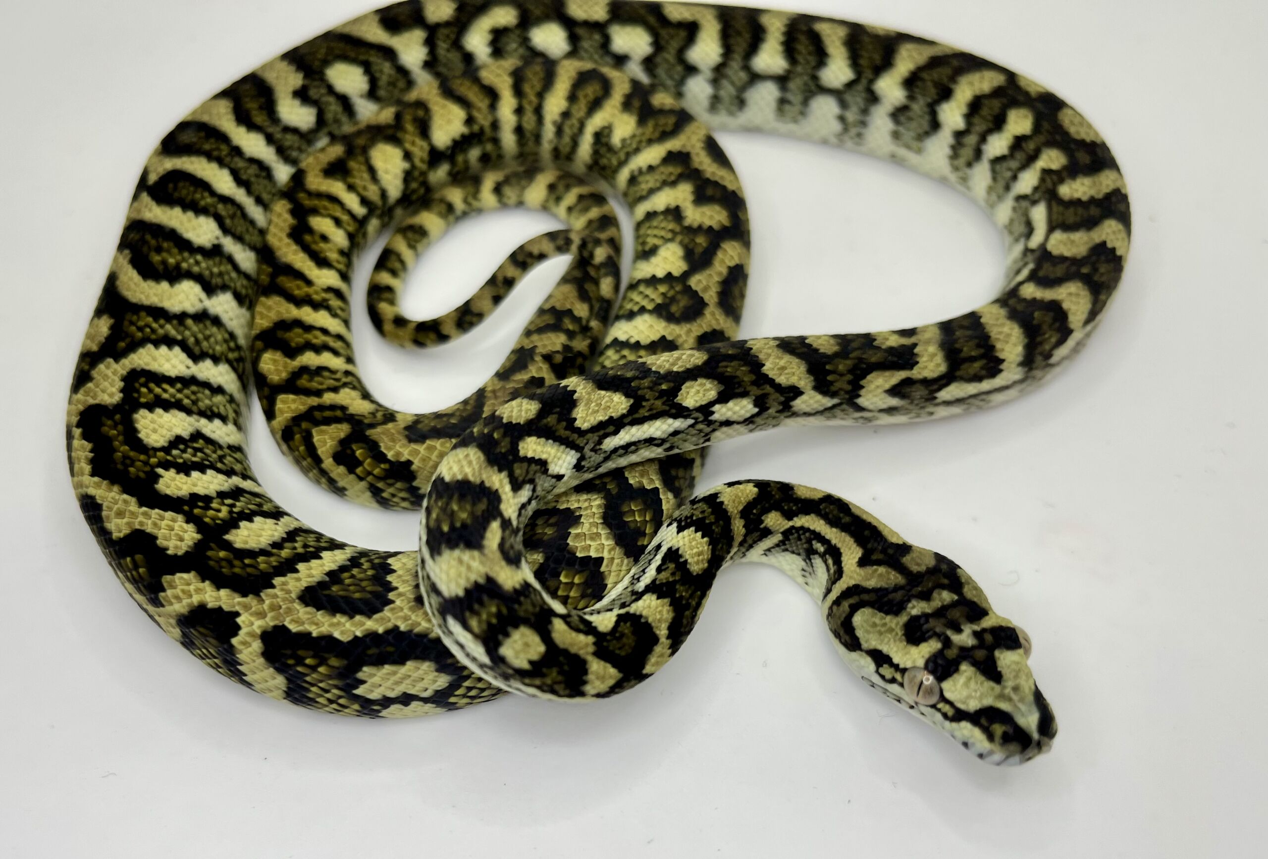 50% Diamond Jaguar Carpet Python female