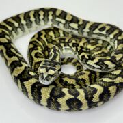 50% Diamond Jaguar Carpet Python female