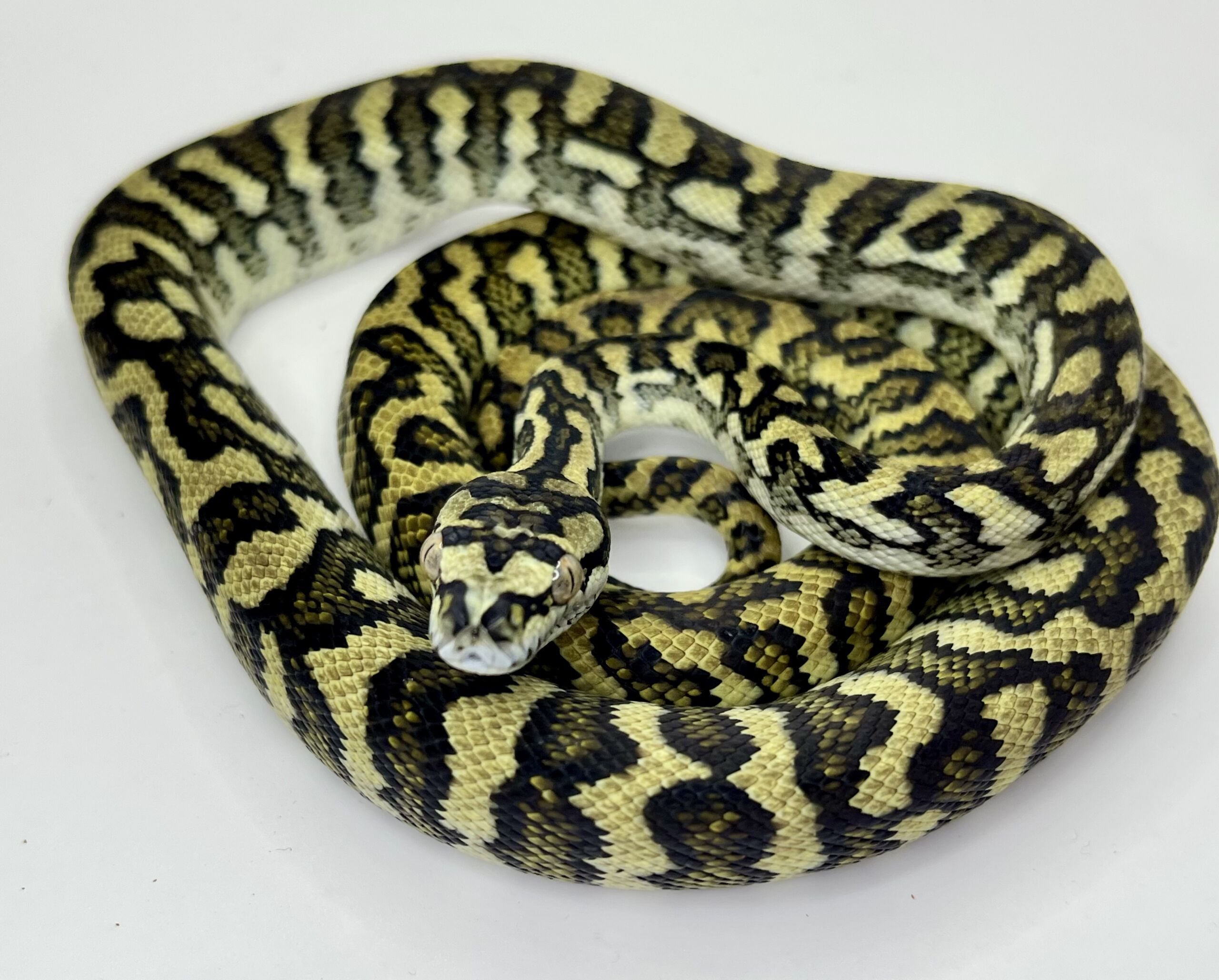 50% Diamond Jaguar Carpet Python female