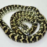 50% Diamond Jaguar Carpet Python female