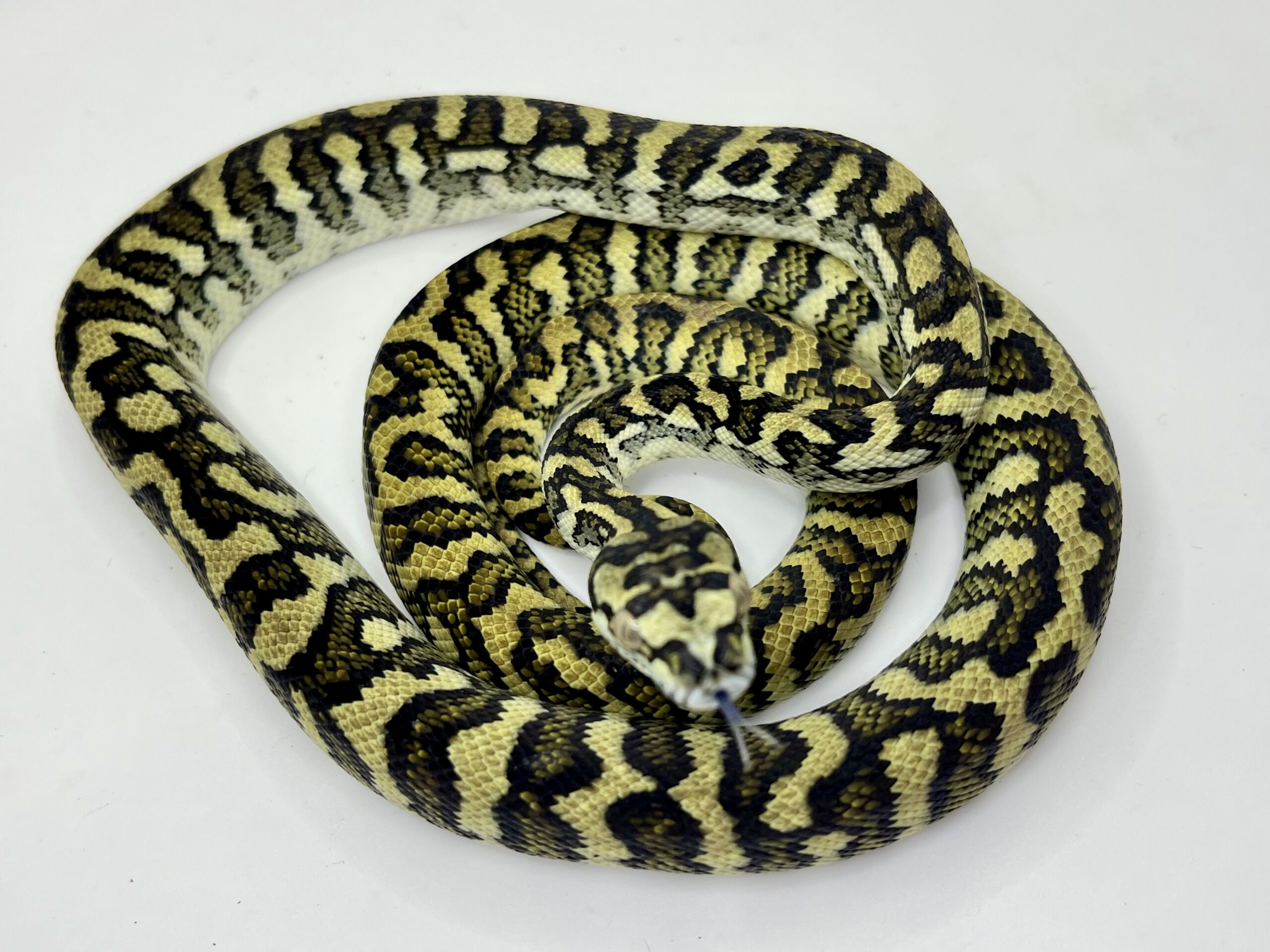 50% Diamond Jaguar Carpet Python female