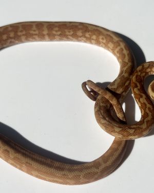 Het albino 50% Bredli Carpet Python