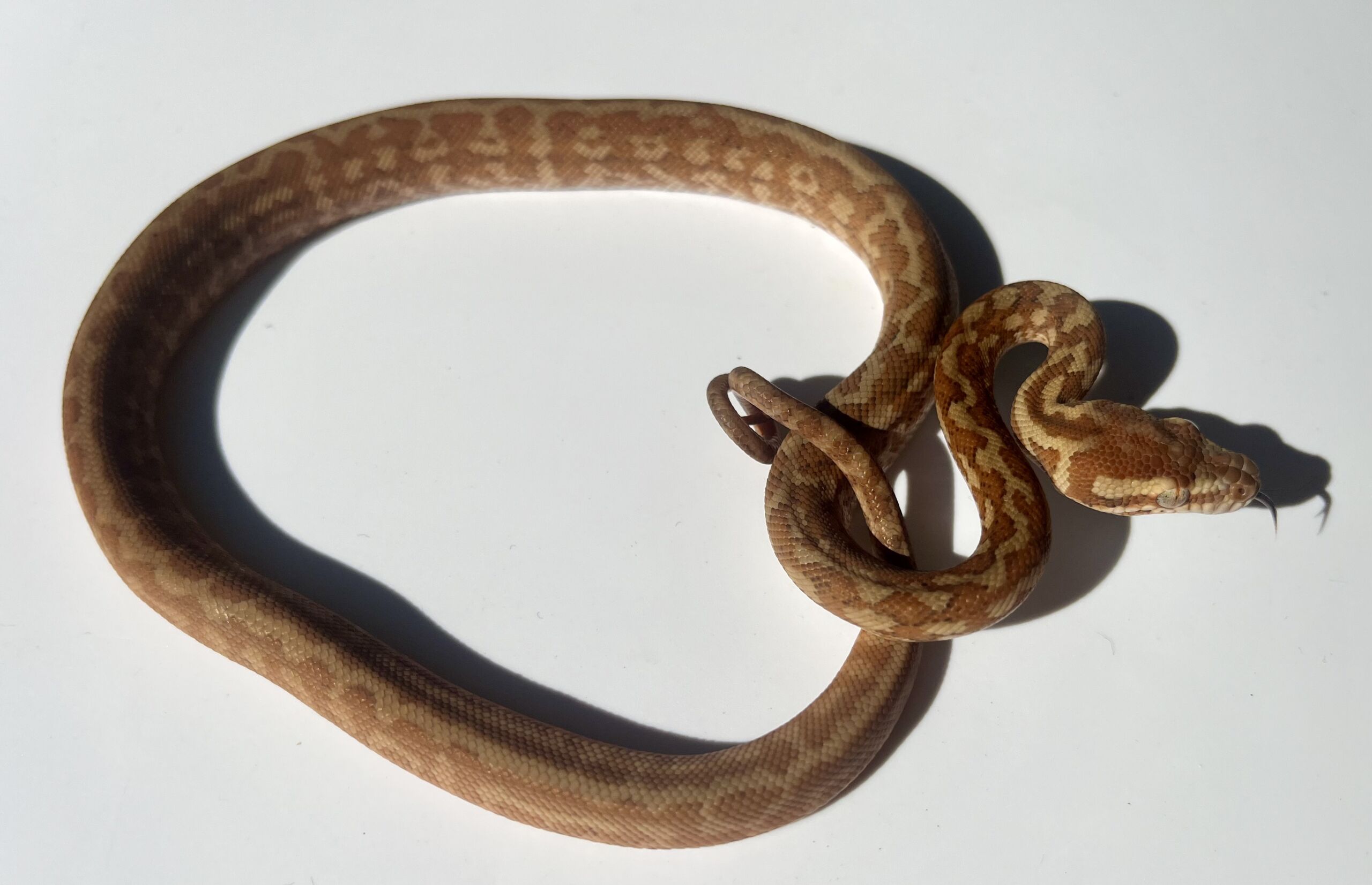 Het albino 50% Bredli Carpet Python