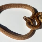 Het albino 50% Bredli Carpet Python
