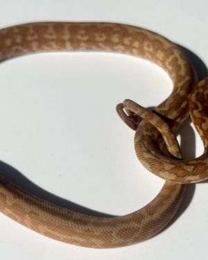 Het albino 50% Bredli Carpet Python
