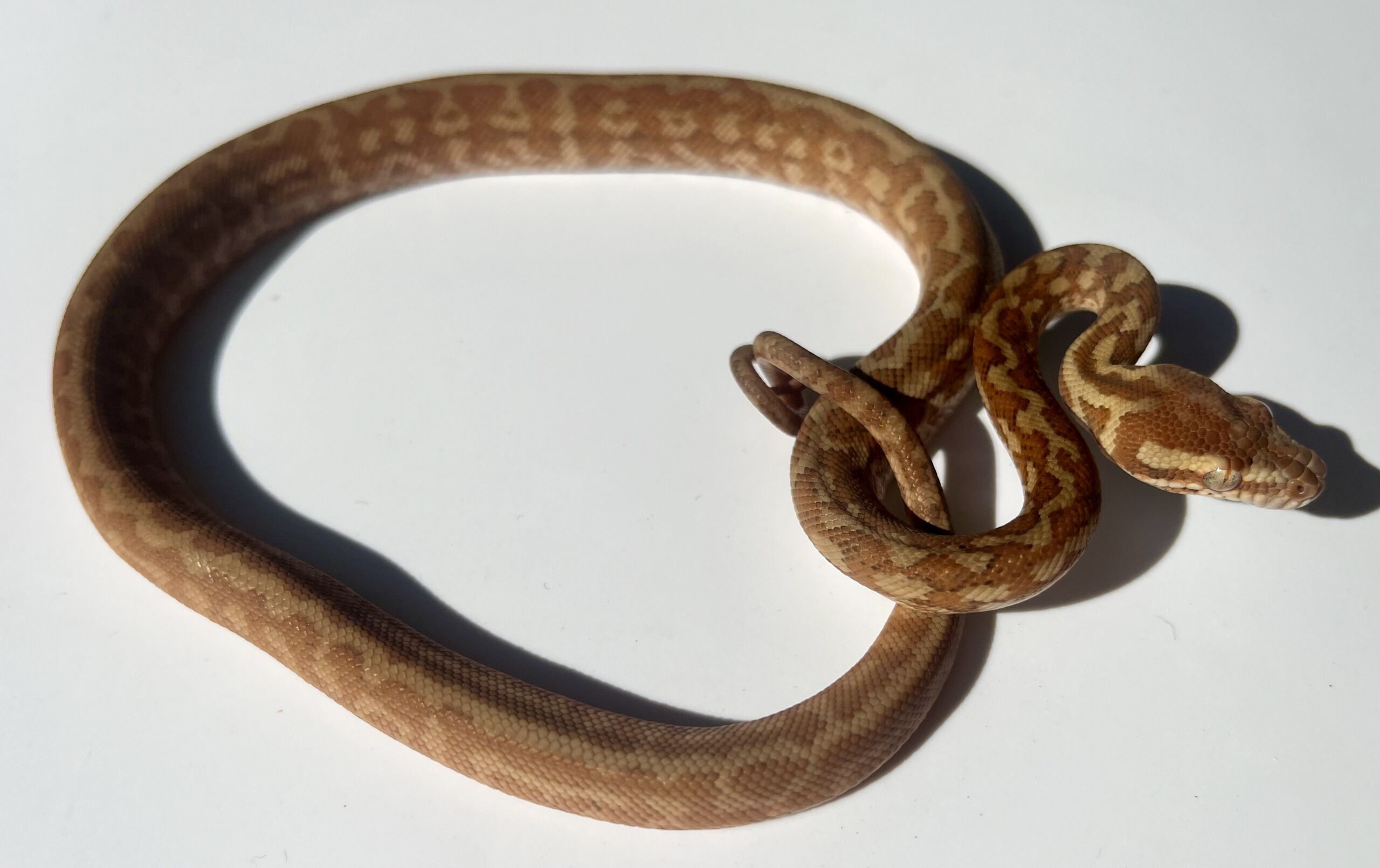 Het albino 50% Bredli Carpet Python