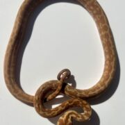 Het albino 50% Bredli Carpet Python