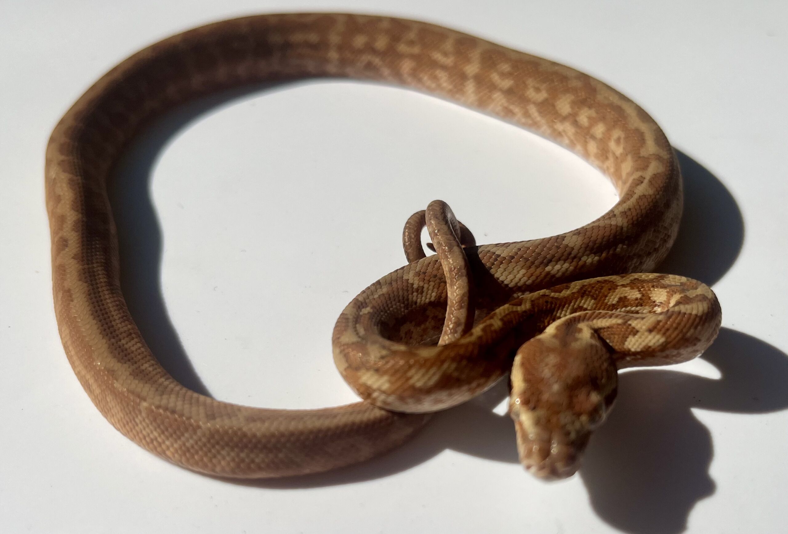 Het albino 50% Bredli Carpet Python