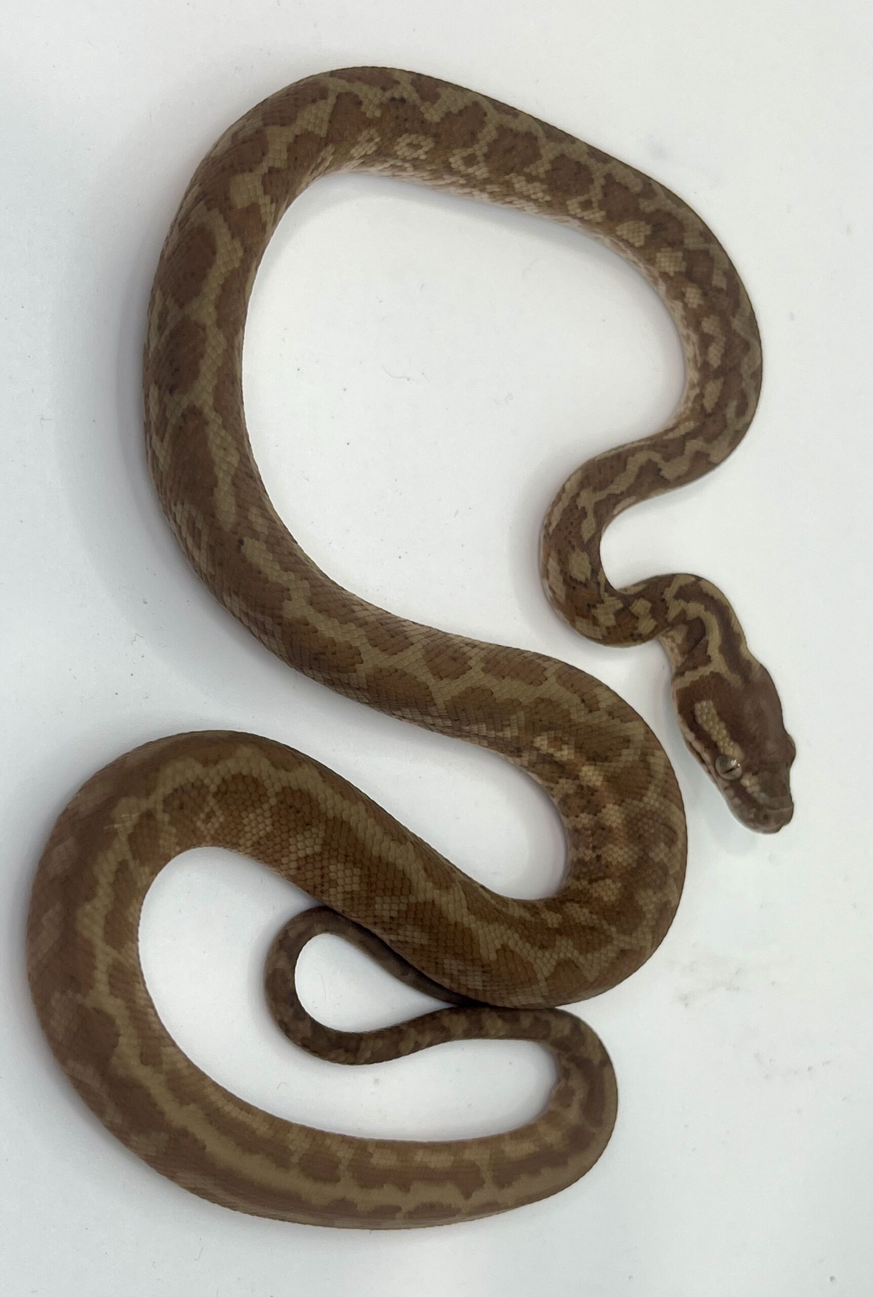Het albino 50% Bredli Carpet Python