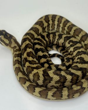 Het Albino 50% Bredli  Carpet Python