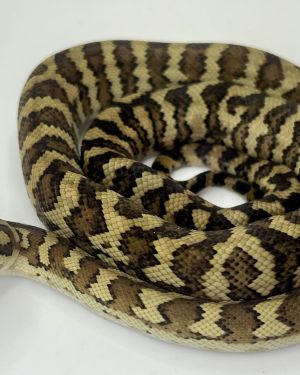 Het Albino 50% Bredli  Carpet Python