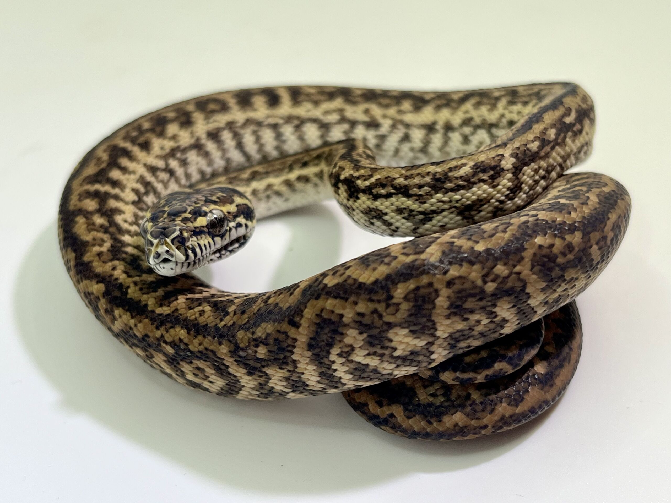 Het Axanthic Caramel Zebra Carpet Python female