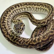 Het Axanthic Caramel Zebra Carpet Python female