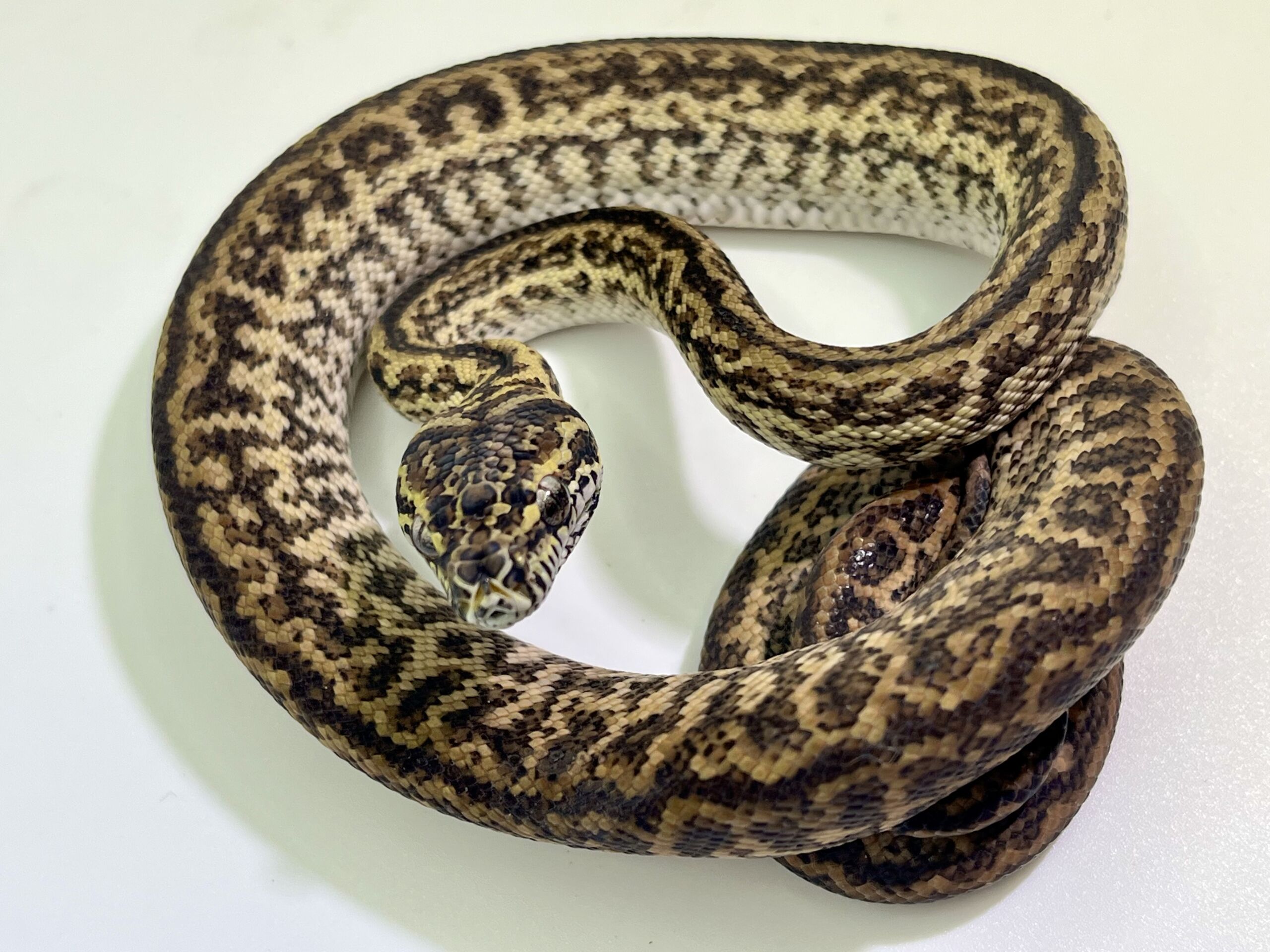 Het Axanthic Caramel Zebra Carpet Python female