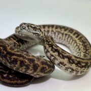 Het Axanthic Caramel Zebra Carpet Python female