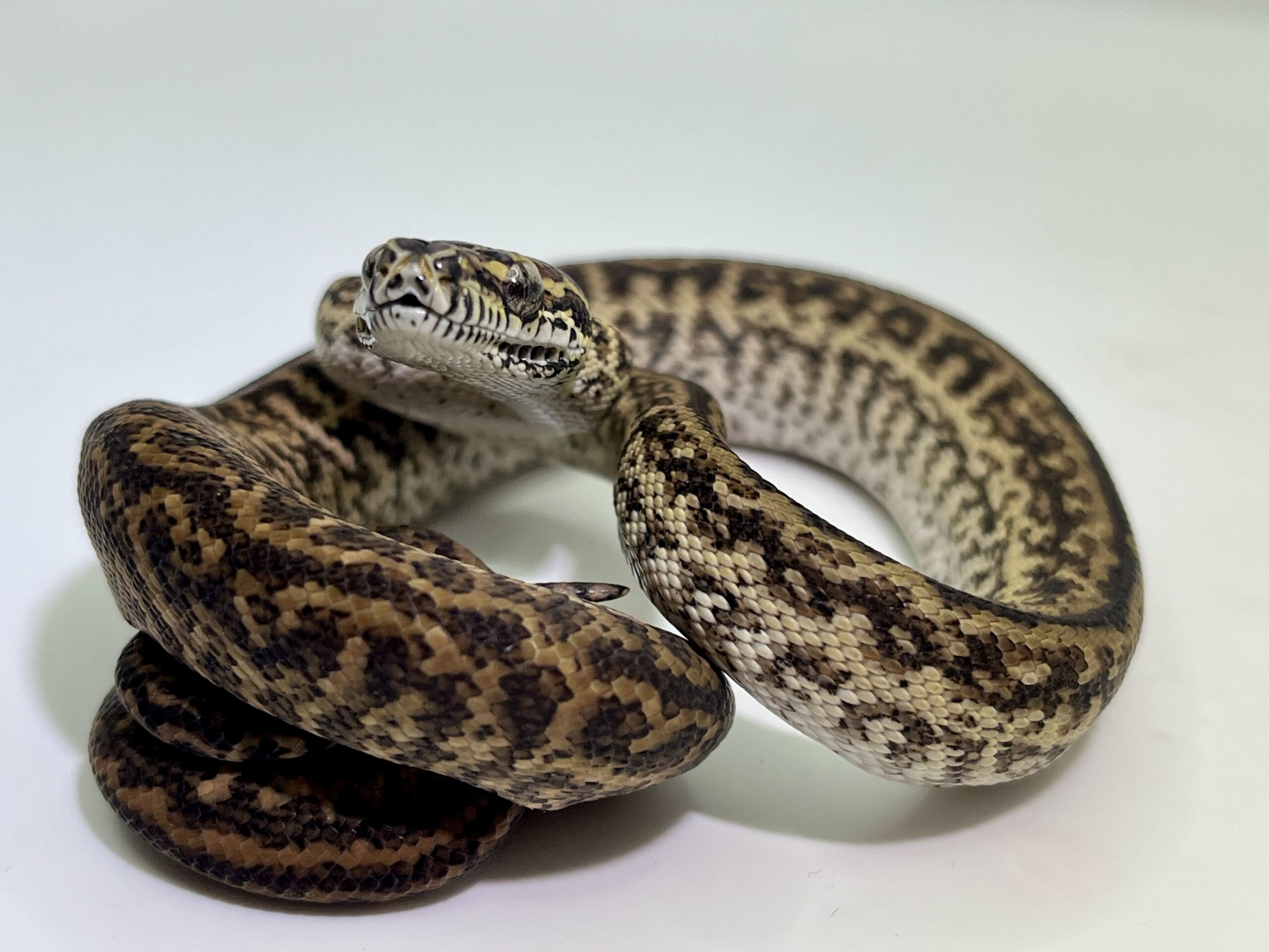 Het Axanthic Caramel Zebra Carpet Python female