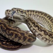 Het Axanthic Caramel Zebra Carpet Python female