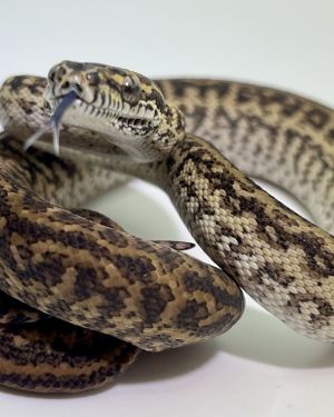 Het Axanthic Caramel Zebra Carpet Python
