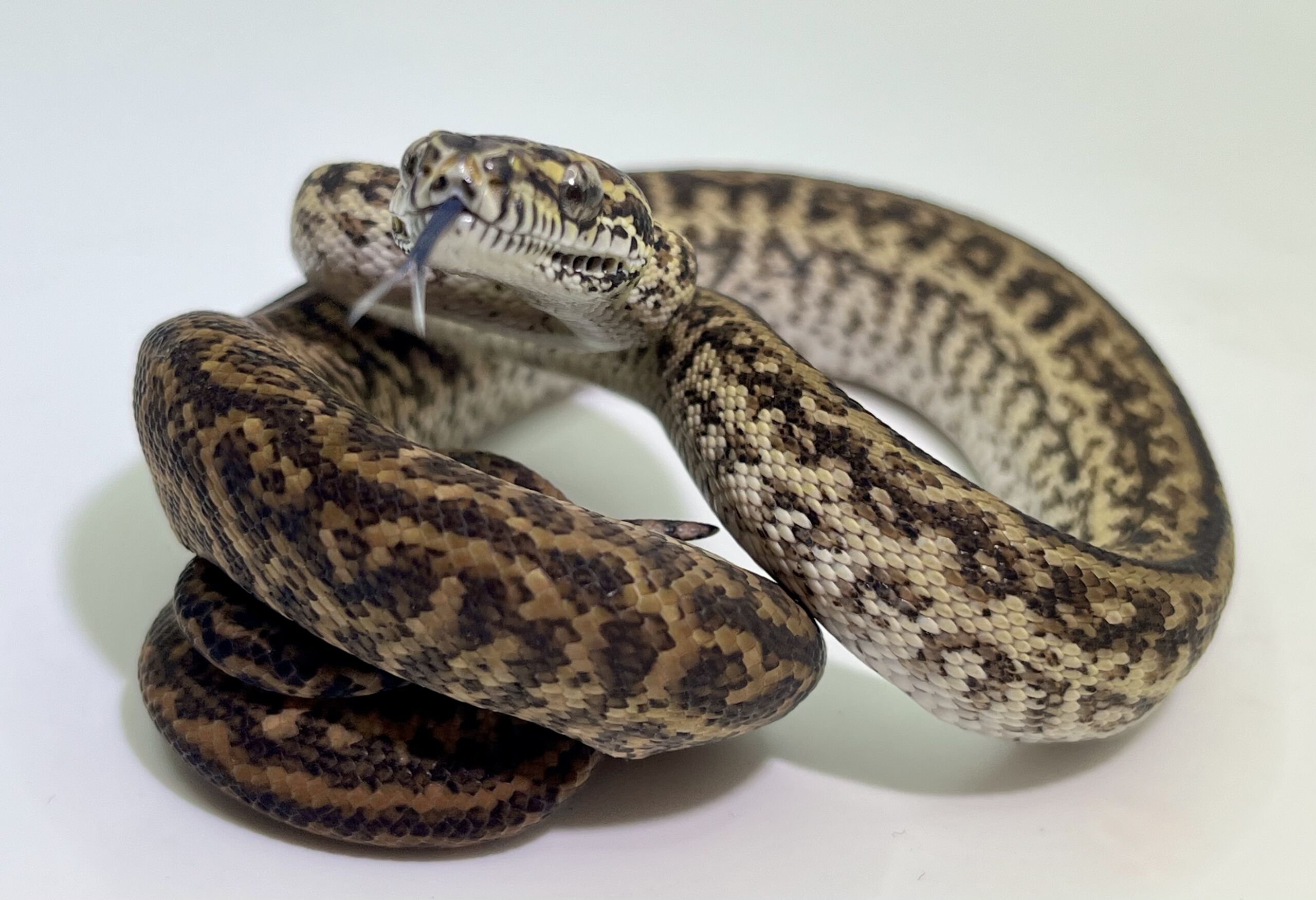 Het Axanthic Caramel Zebra Carpet Python female