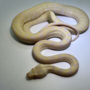 snow carpet Python male