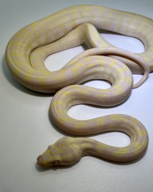 snow carpet Python male