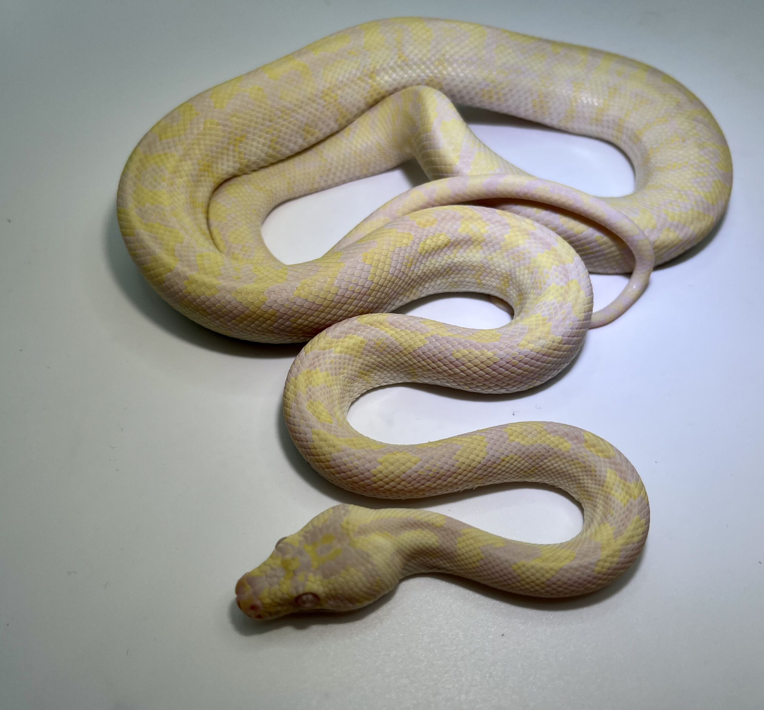 snow carpet Python male